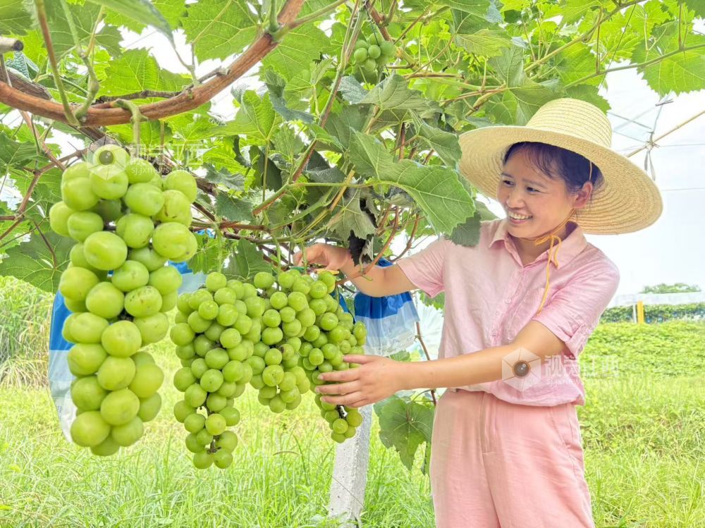 2025年7月15日，在江西省吉安市万安县潞田镇读堂村葡萄园，农民在采摘葡萄。
