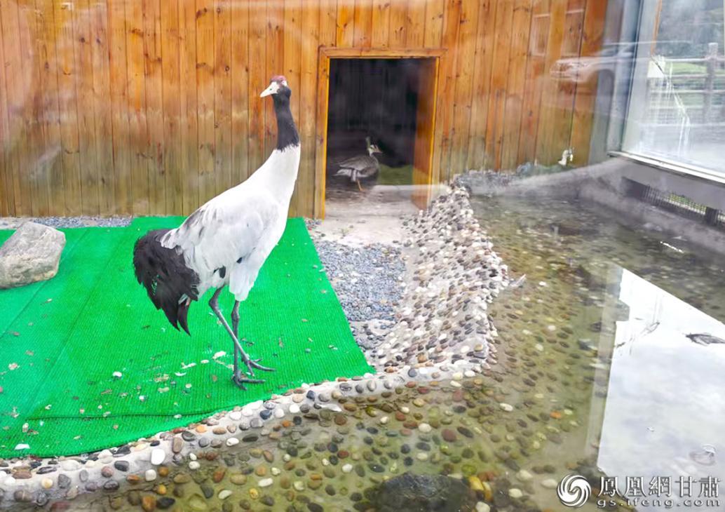 黑颈鹤与舍友斑头雁都属水禽，救护繁育站专门为它们营造了水环境。