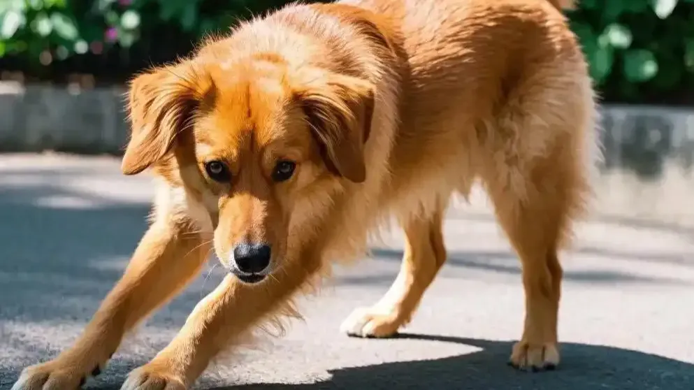 犬类禁养为何一城一策？