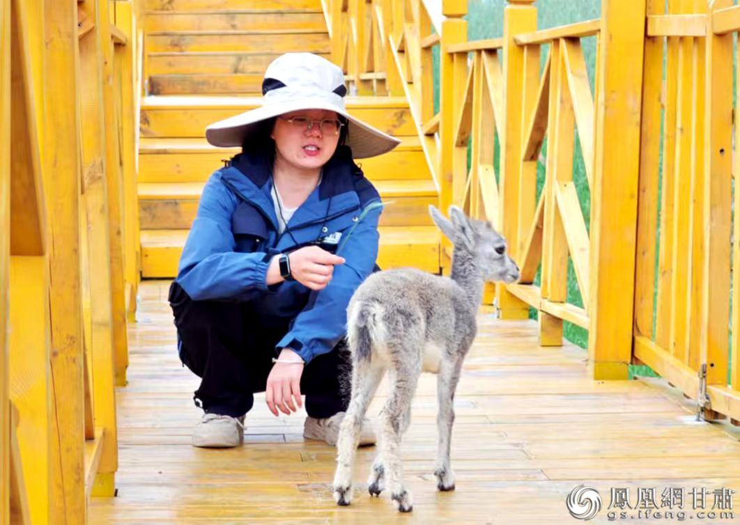 正在断奶的岩羊宝宝成了工作人员的“跟屁虫”