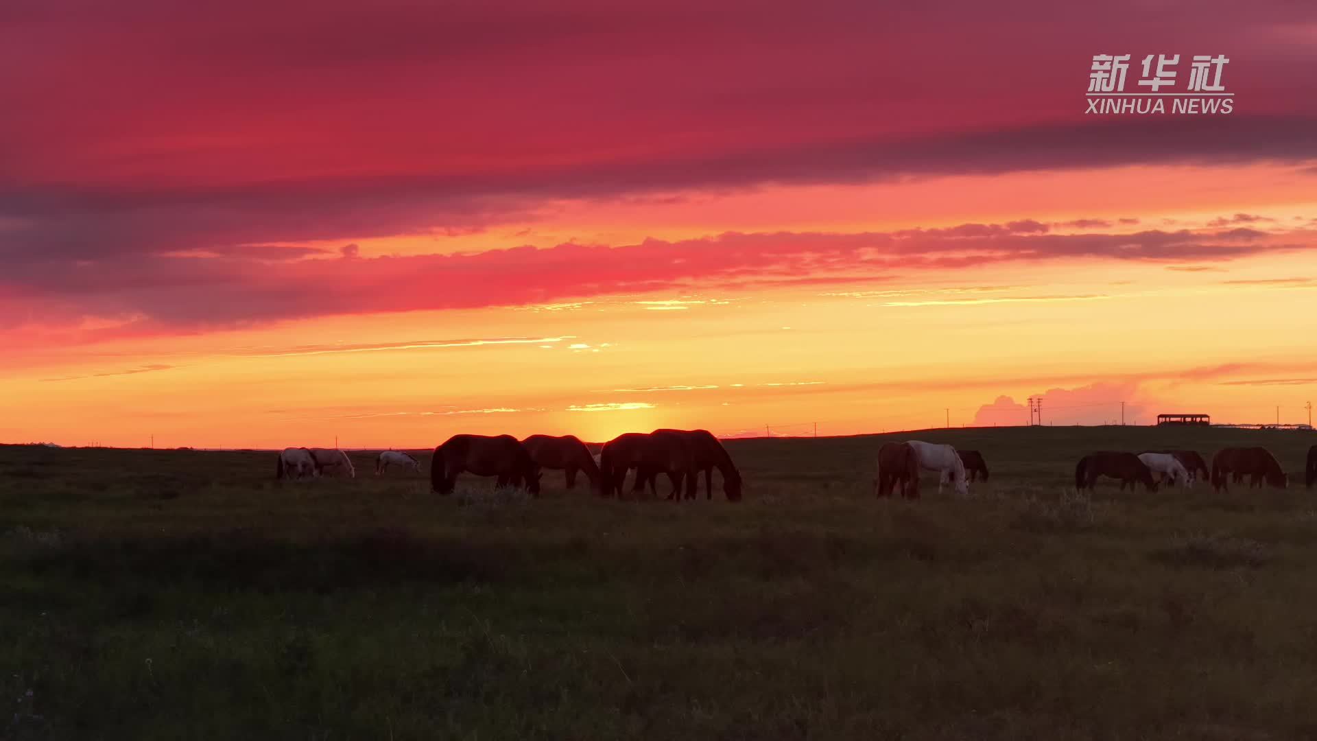 瞰中国｜内蒙古：金色牧歌