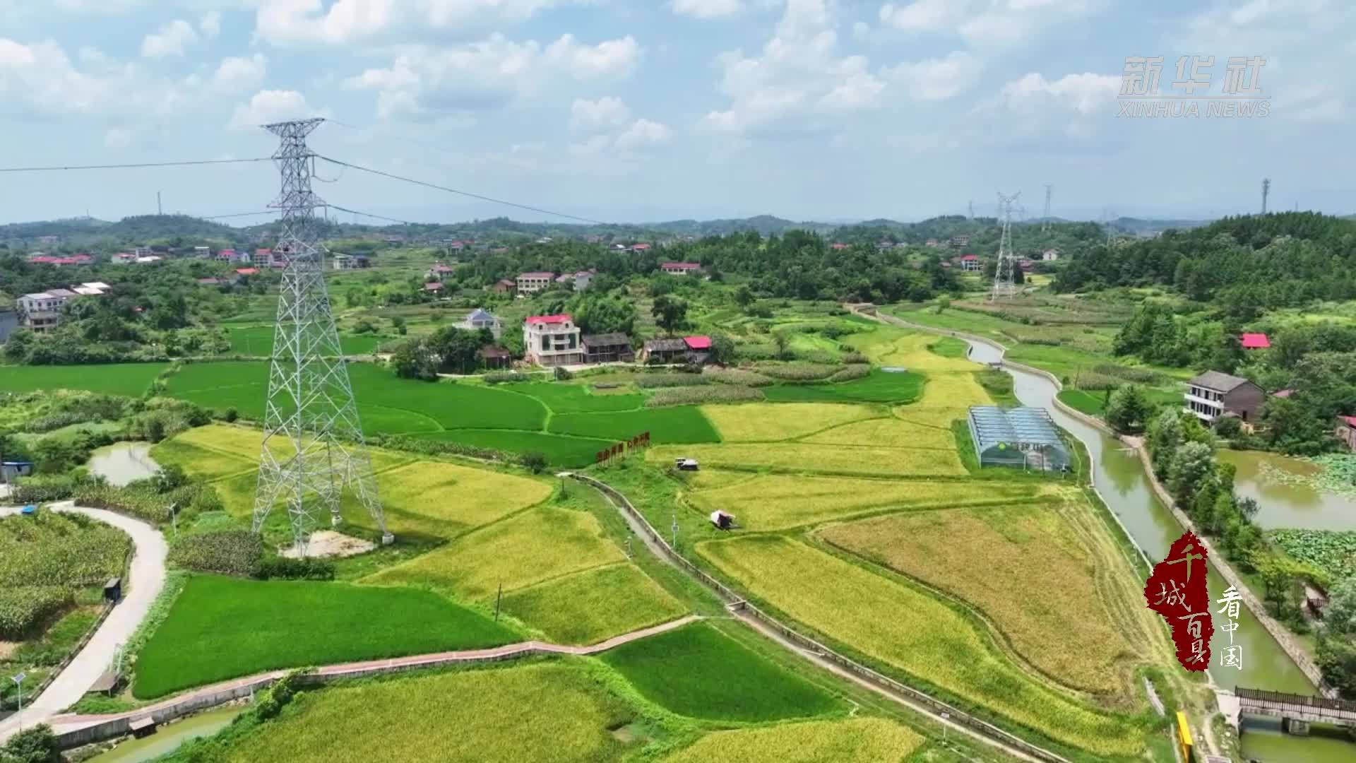 千城百县看中国｜湖南双清：风吹稻浪香 早稻丰收忙