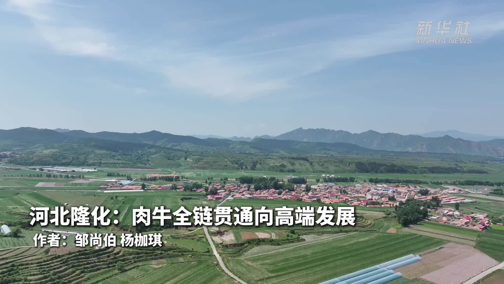 河北隆化：肉牛全链贯通向高端发展