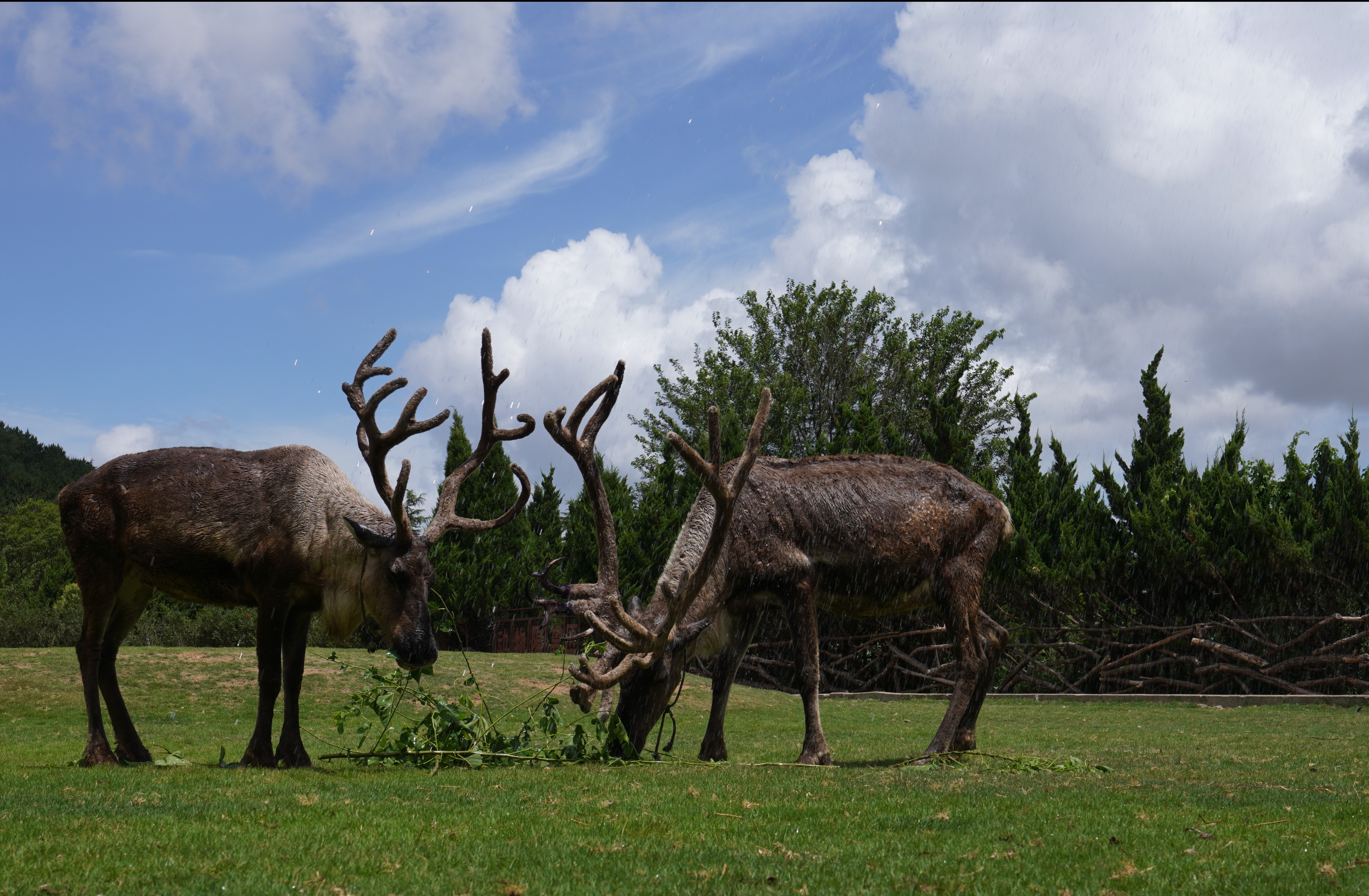 青岛森林野生动物世界:保育员花式出招 为动物撑起“降温伞”