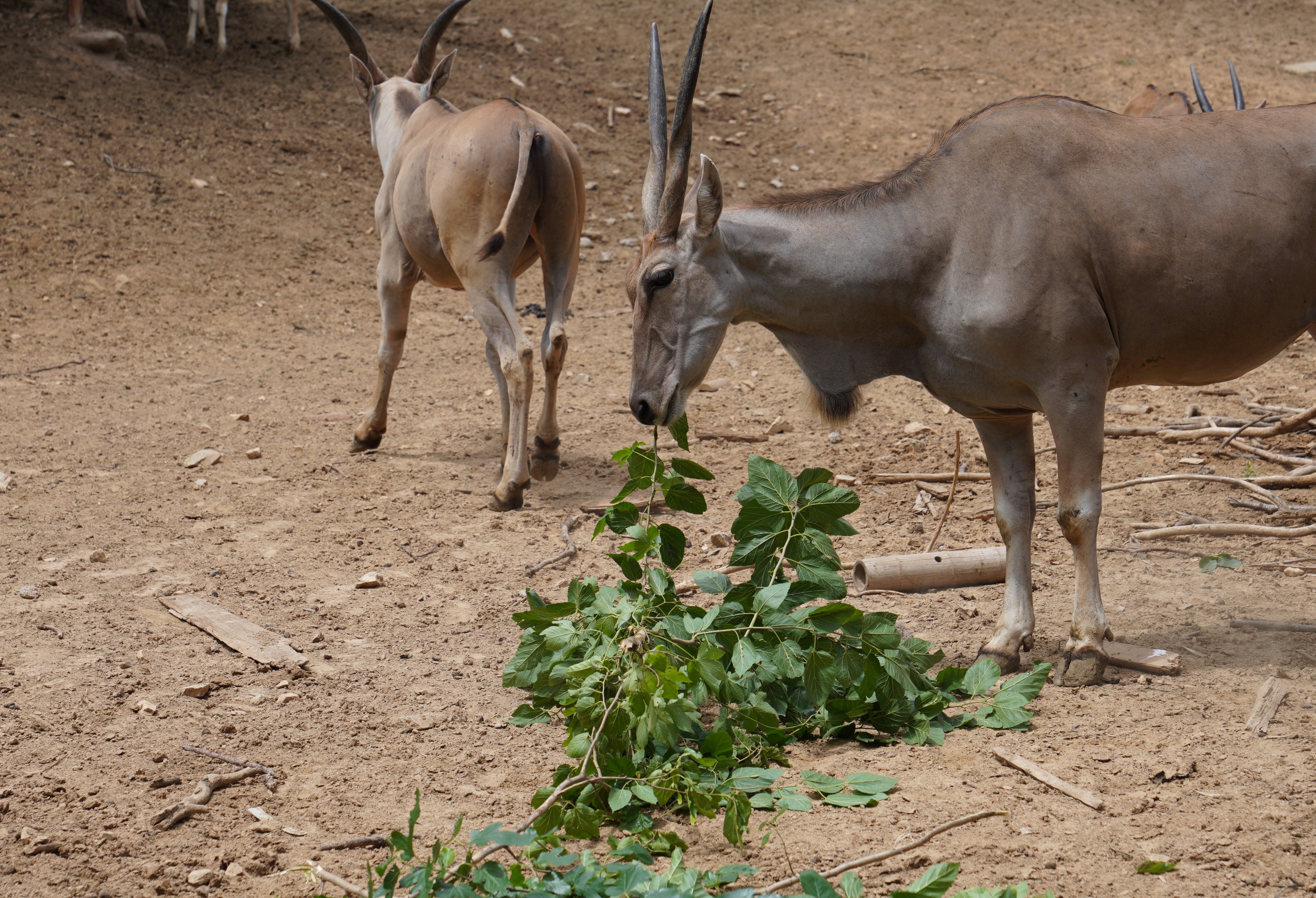 青岛森林野生动物世界:保育员花式出招 为动物撑起“降温伞”