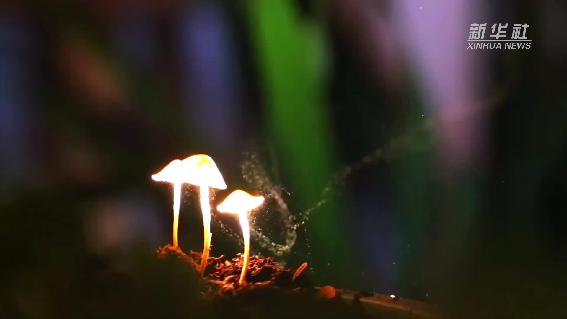 看微距镜头下晶粒小鬼伞的“孢子风沙”