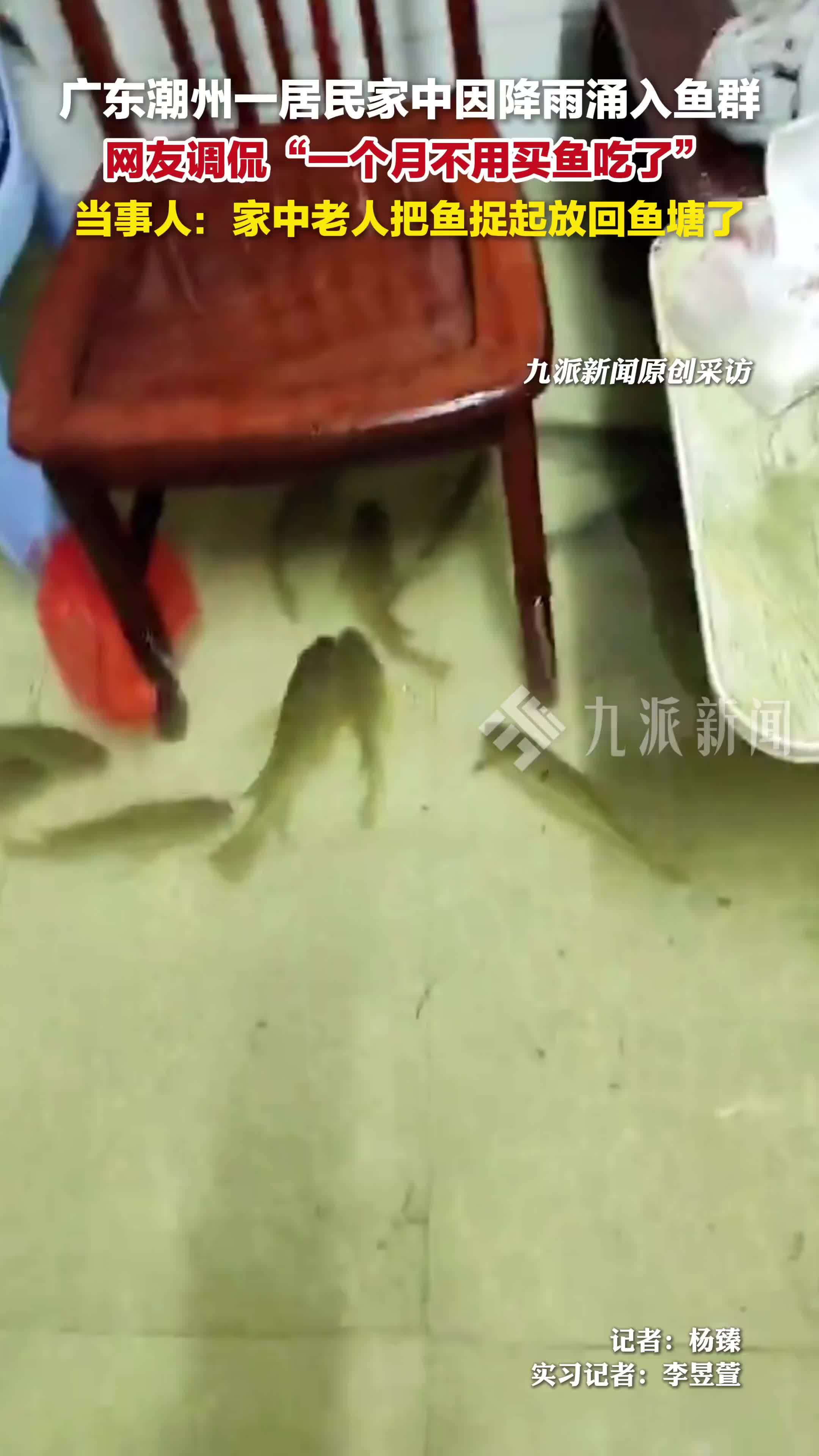 当事人回应雨后家中涌入鱼群：把鱼全捉起来放回村里鱼塘了