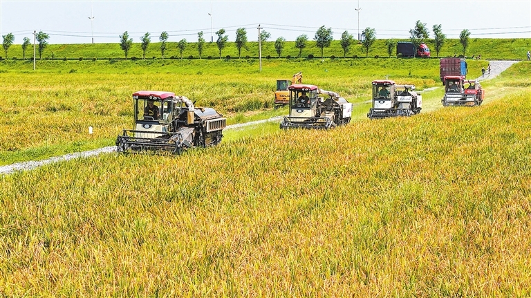 庐山市：早稻喜获丰收（图）