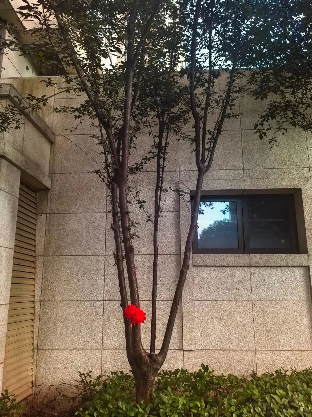 家长为救命树献上大红花