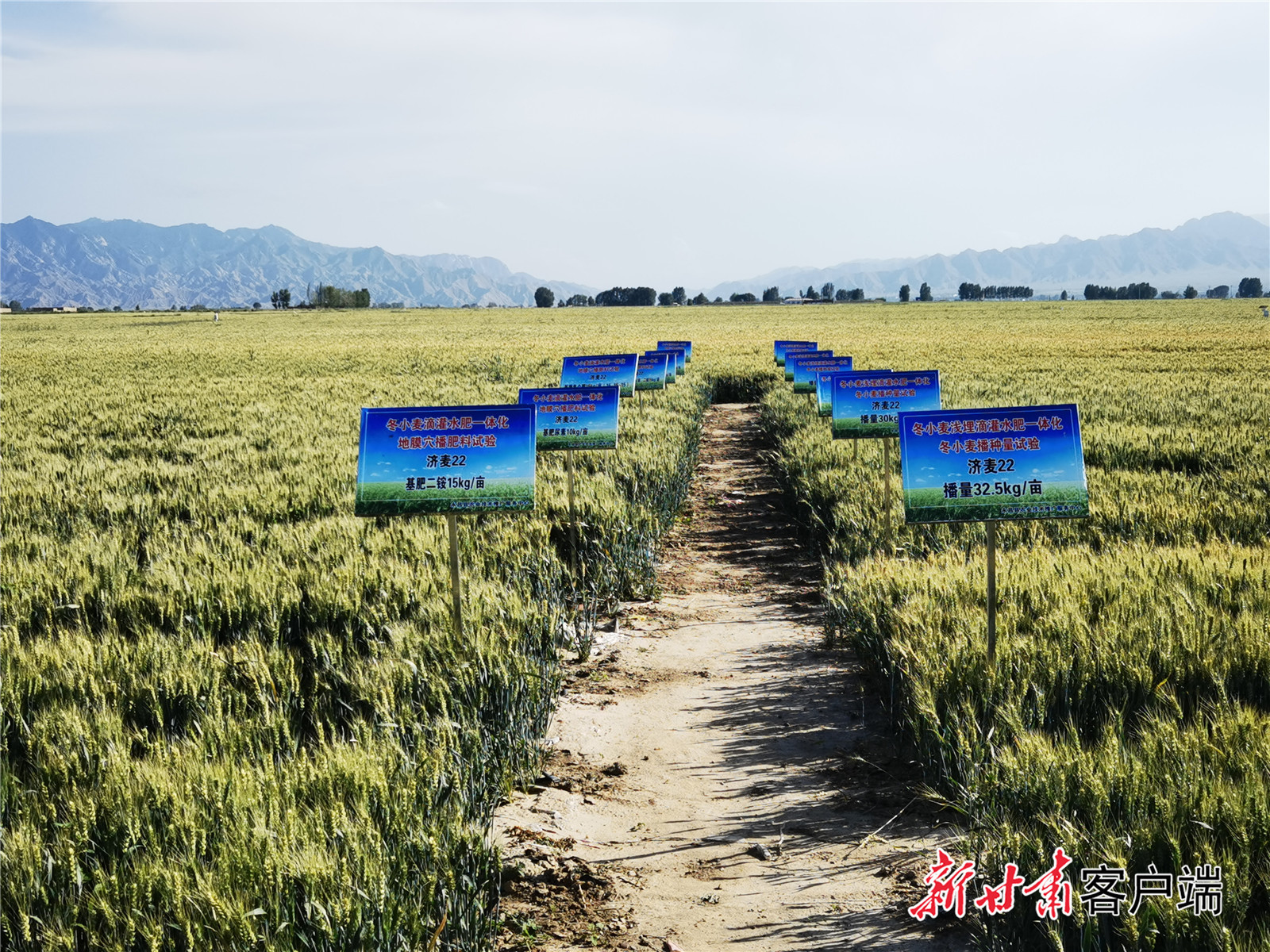 小麦品种示范基地