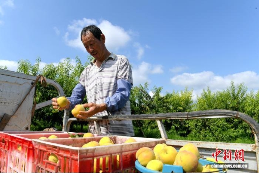 7月22日,河北省衡水市阜城县漫河镇的2100亩黄桃喜迎丰收,一颗颗成熟的黄桃挂满枝头,果香四溢,果农们穿梭在桃林间,忙着摘果、运果、装车。图为果农查看黄桃的品质。苗凤强 摄