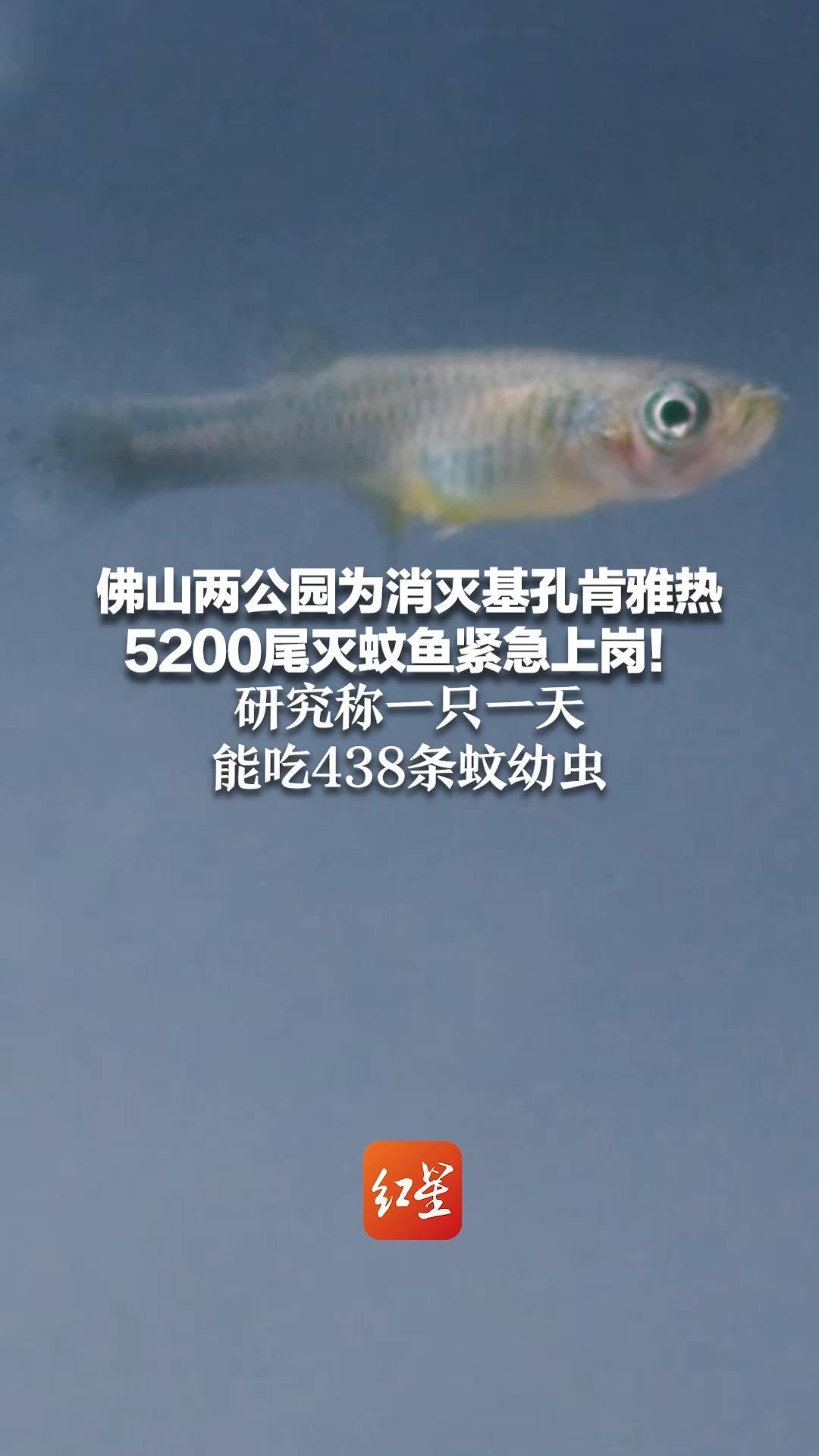 佛山两公园为消灭基孔肯雅热 5200尾灭蚊鱼紧急上岗！研究称一只一天能吃438条蚊幼虫