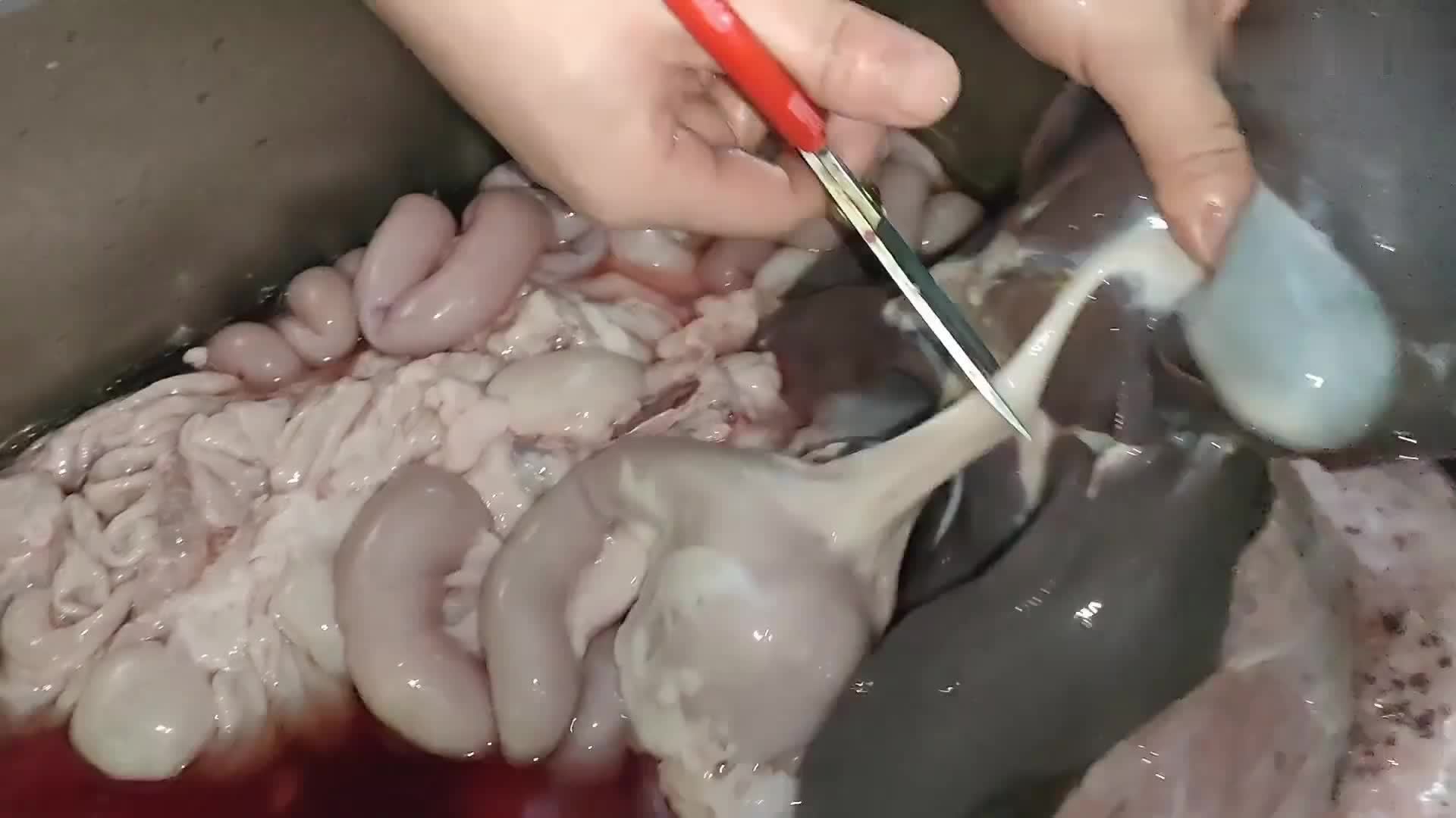 玉林深夜猪杂，48块一斤，煮30秒出锅，江西老表坐车1000公里来吃