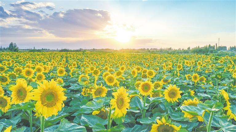 肃州区银达镇向日葵制种田　边世文