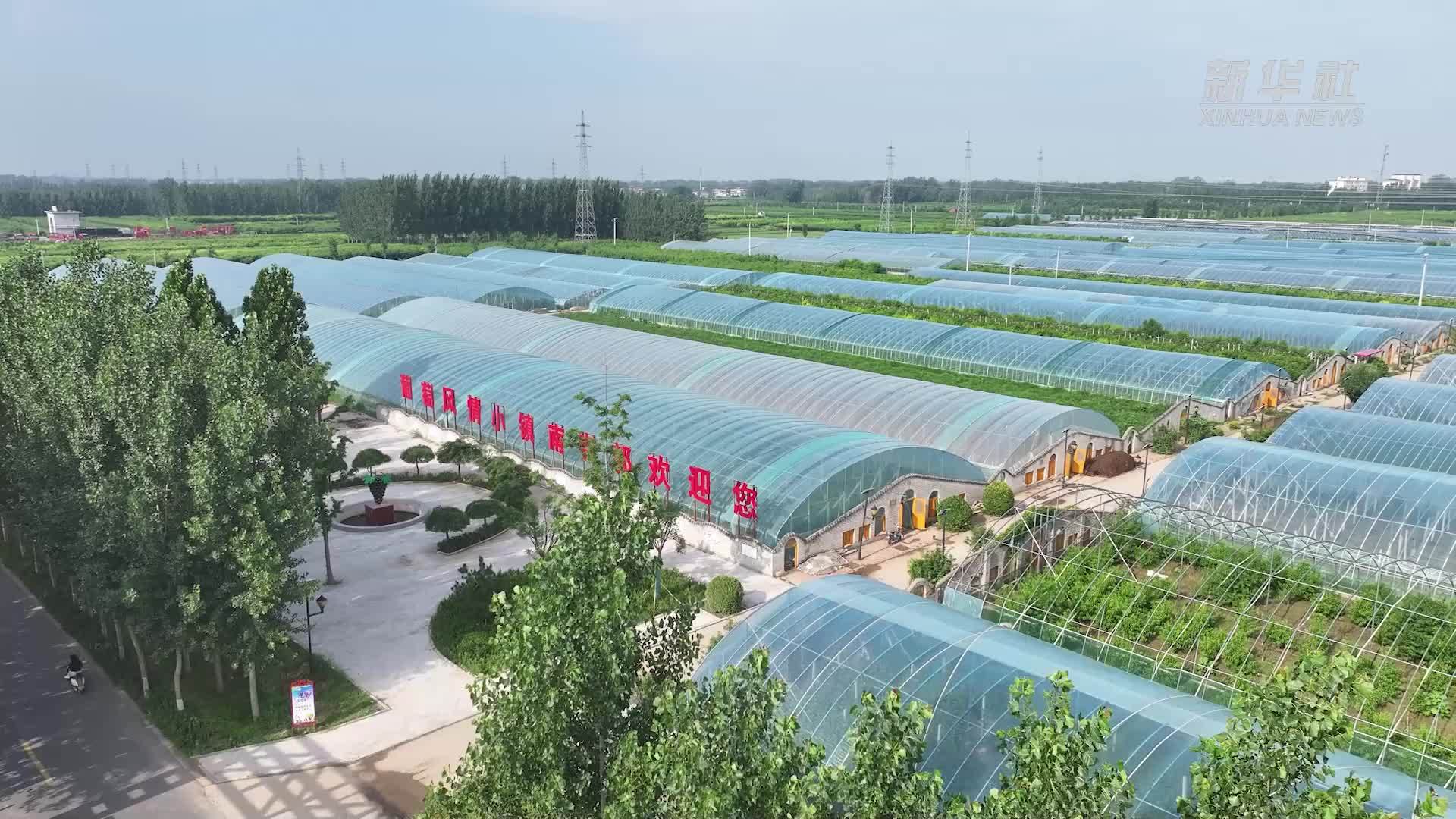 千城胜景｜河北广宗：葡萄满枝香 田园景如画