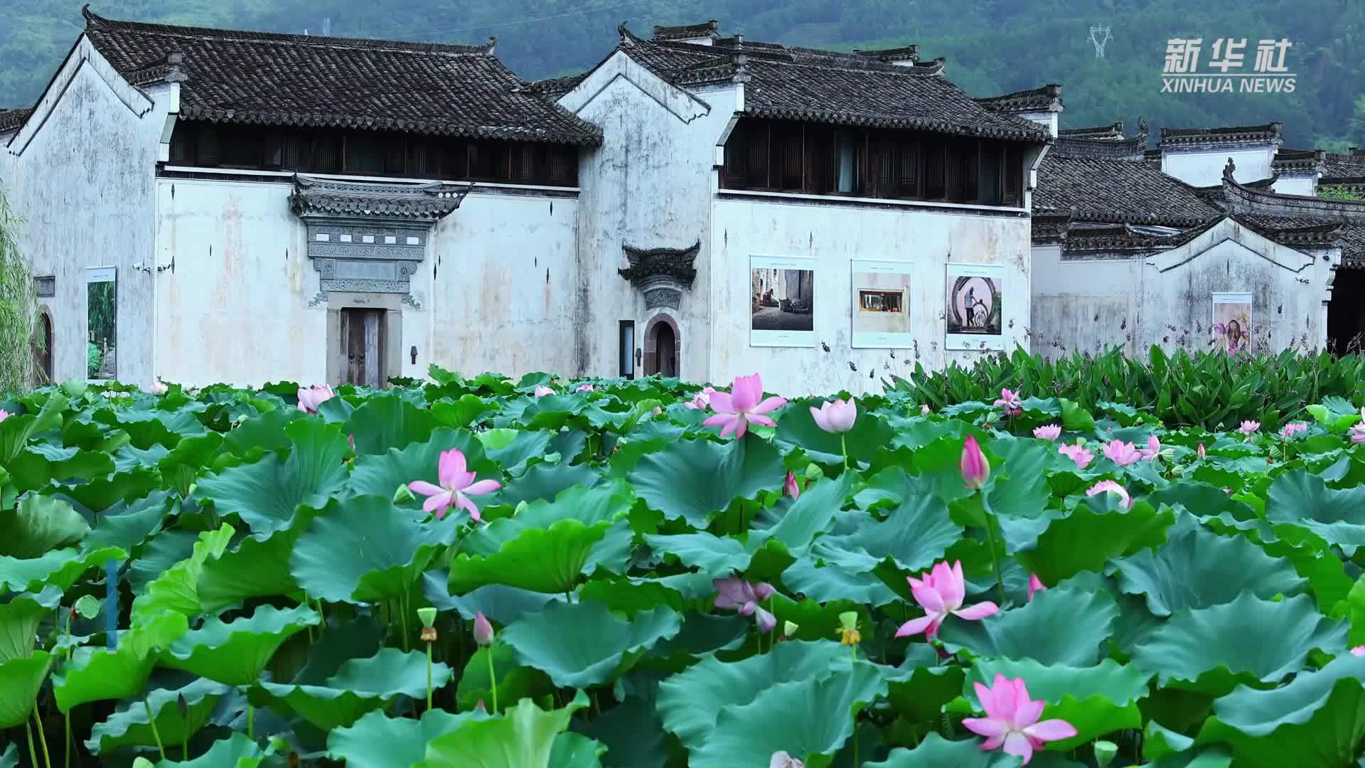 魅力山乡|夏日赏荷正当时