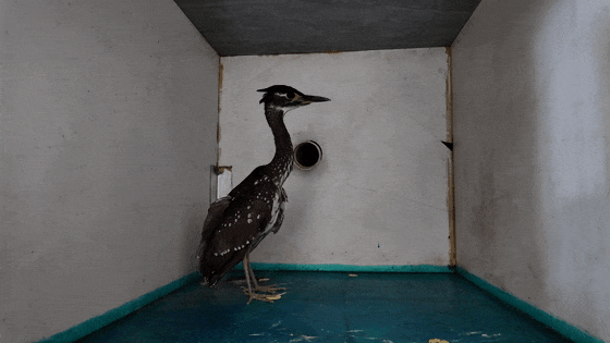 “世界最神秘的鳥”海南鳽“落難”江西 武寧警民聯手暖心救援
