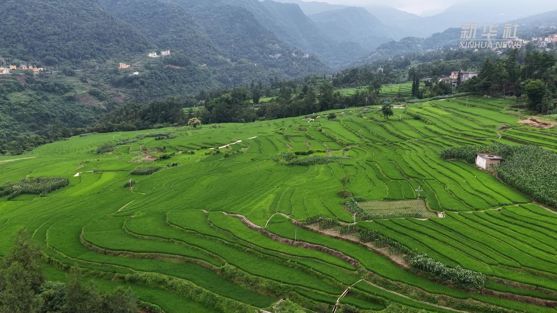 千城胜景｜云南永善：绿浪涌动美如画