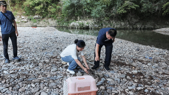 “世界最神秘的鳥”海南鳽“落難”江西 武寧警民聯手暖心救援