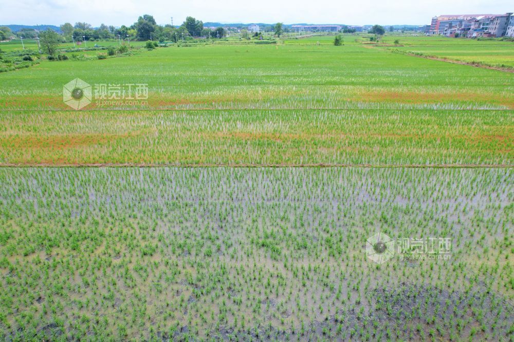 2025年7月23日，雨后的江西省泰和县万合镇坪上村，稻田里翠绿、淡青的禾苗，正在稻田里抛秧的村民与田园、道路、树木交相辉映，构成一幅美丽的乡村画卷。