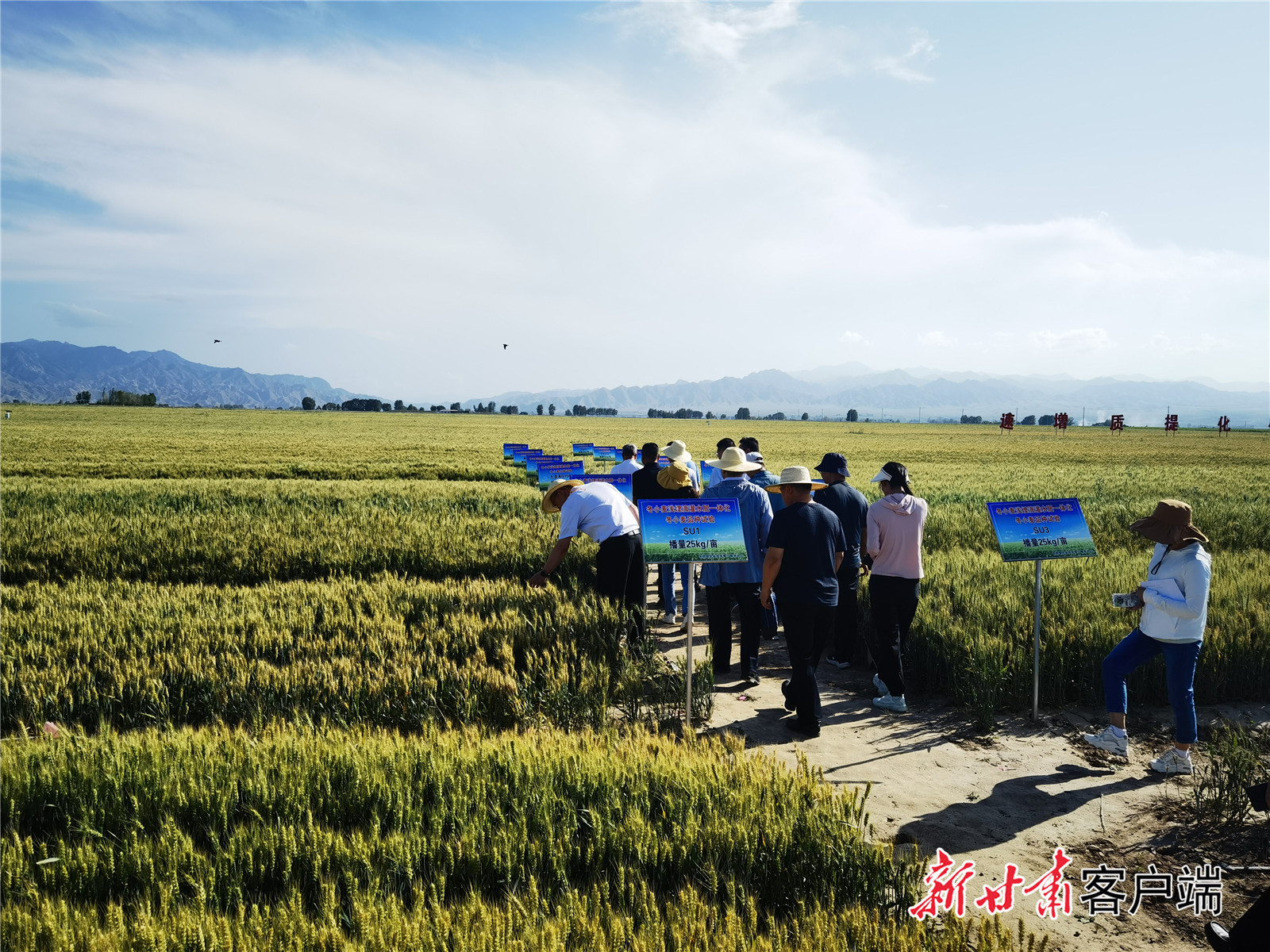 小麦各品种示范基地