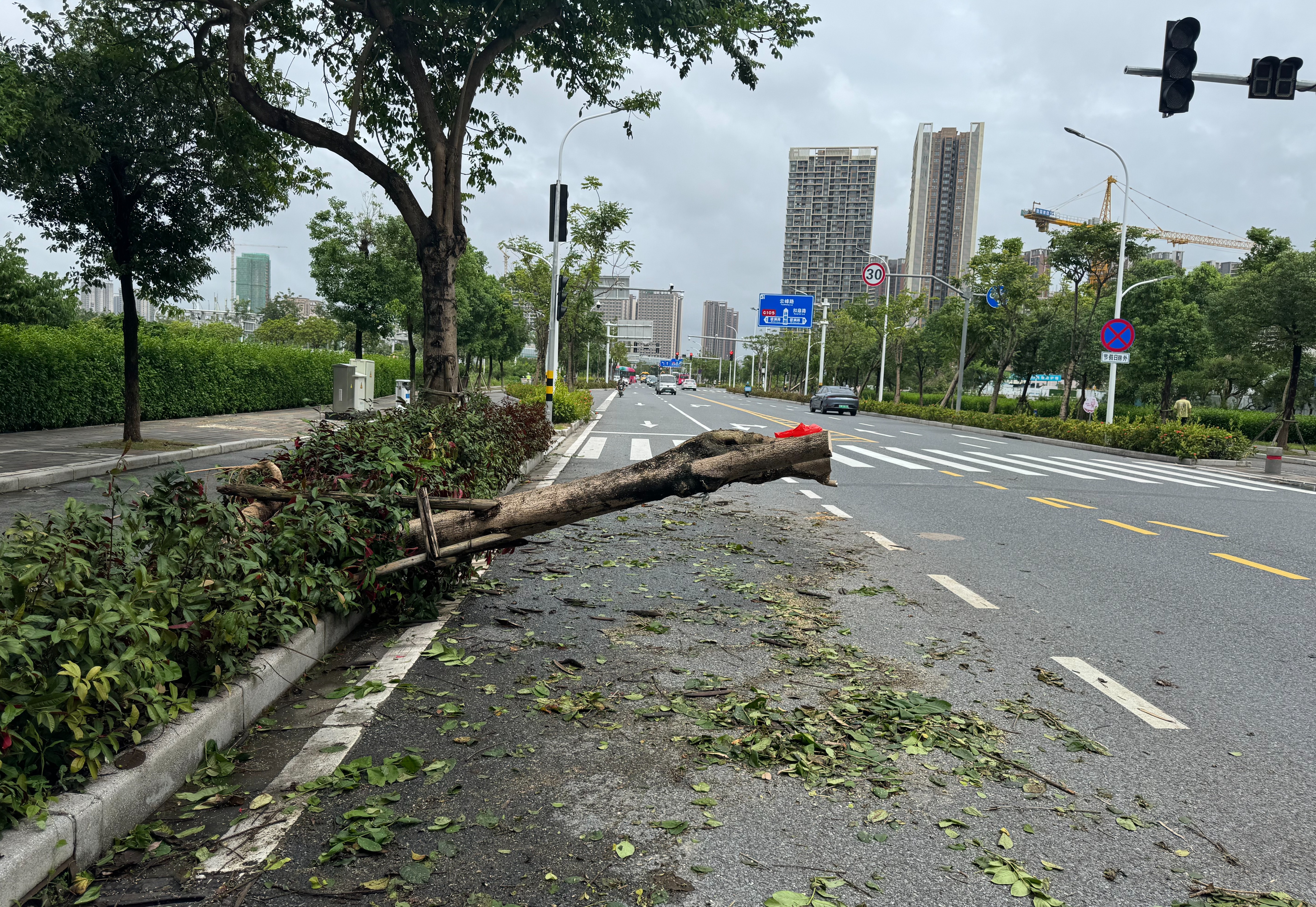 诗僧路一树干横卧内侧车道
