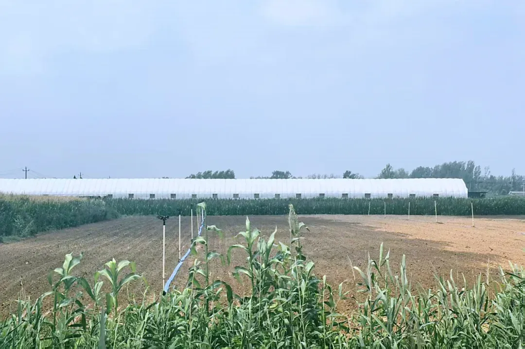 徐州沛县启动抗旱IV级响应！