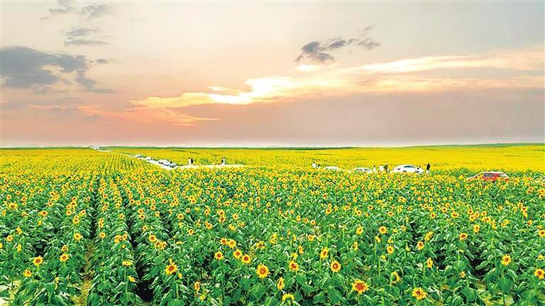 盛夏时节，兰州新区西岔镇3500亩向日葵竞相绽放，汇聚成一片金色的花海，吸引众多游客“打卡”拍照。图为一望无际的向日葵花海如诗如画。兰州新区报记者　罗晋业　摄