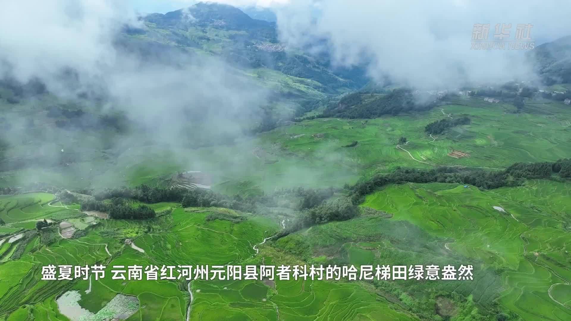 哈尼梯田阿者科：夏日古村绿意浓 生态文旅引客来