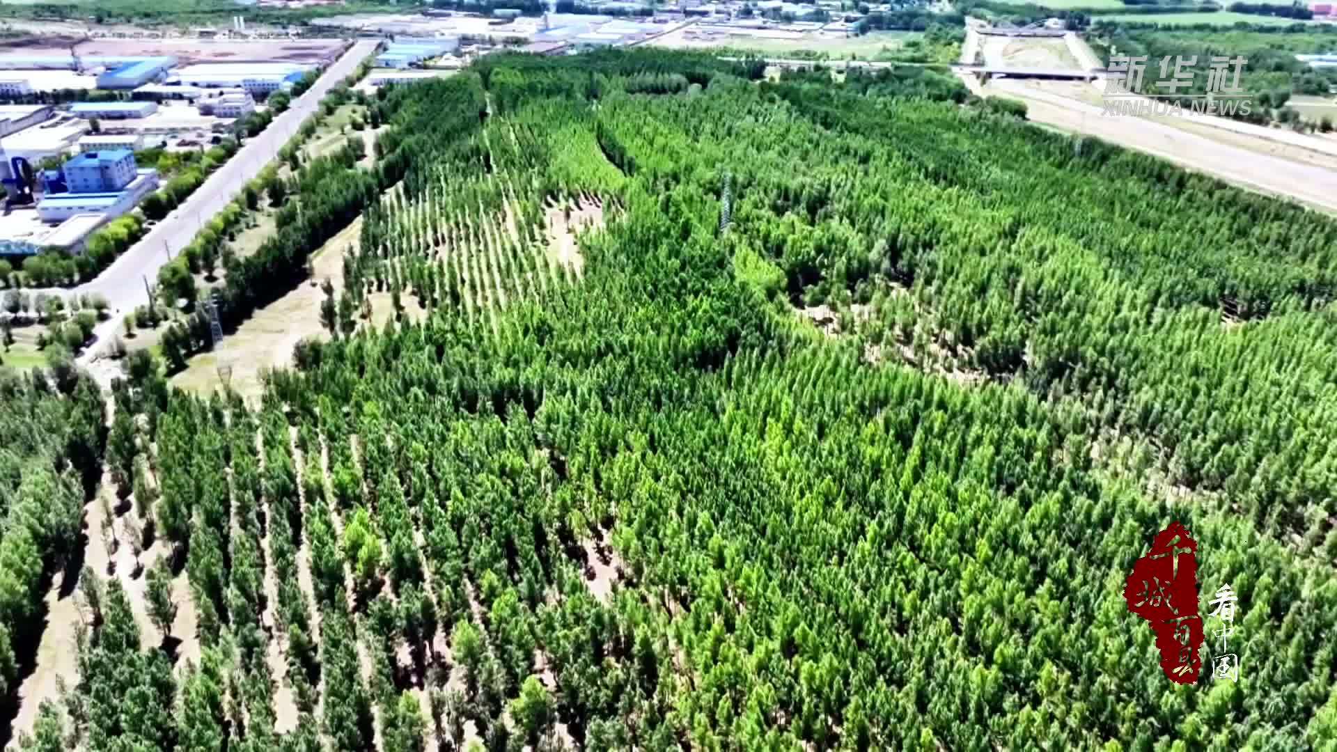 千城百县看中国｜内蒙古：林下赤松茸奏响致富歌