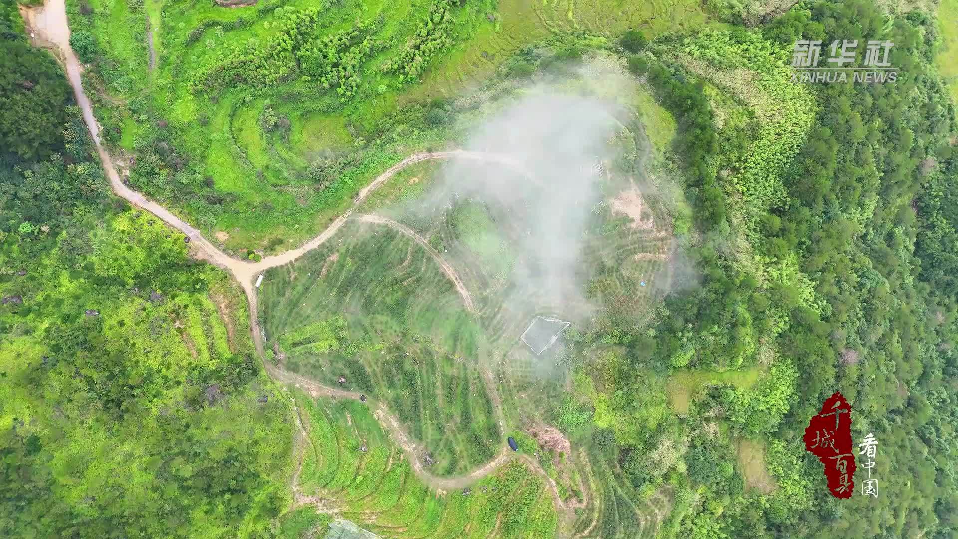 千城百县看中国｜福建寿宁：蓝莓飘香 奏响乡村振兴曲