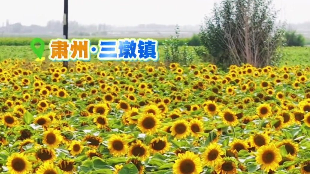 这片金色海洋　是肃州写给夏天的诗