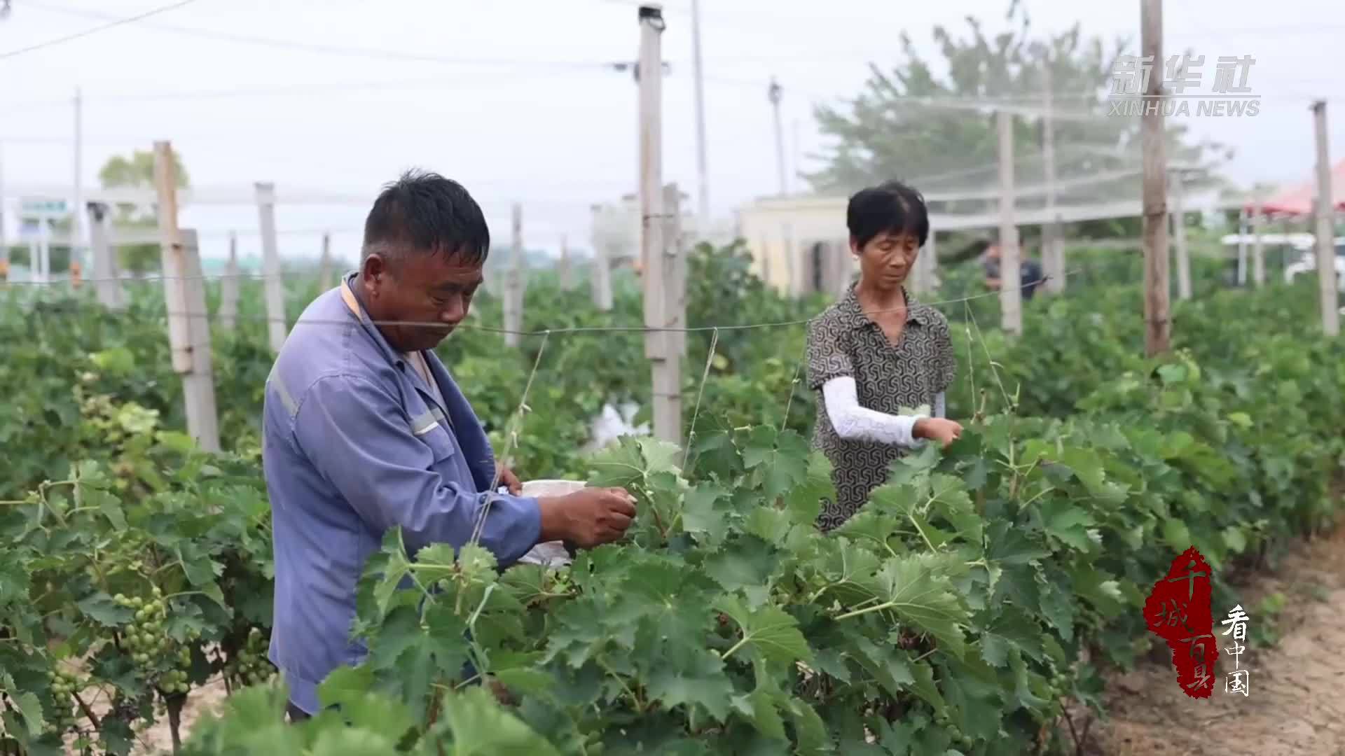 千城百县看中国｜山东巨野：葡萄叶“变废为宝”助增收