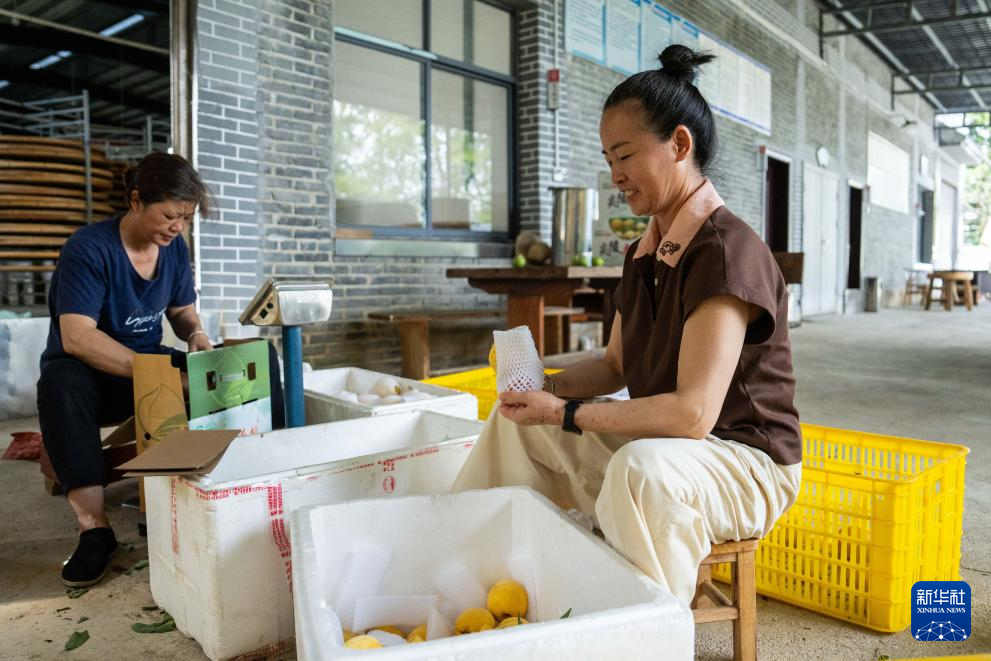 湖南株洲：炎陵黄桃抢“鲜”上市