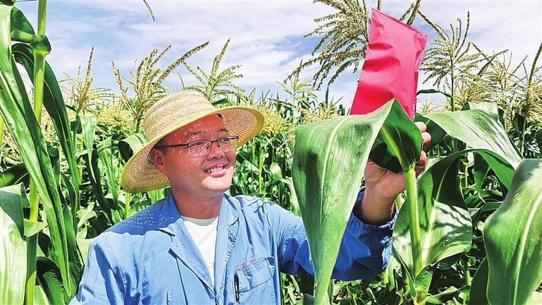 科研人员在试验田察看玉米种苗授粉情况　吴亚文