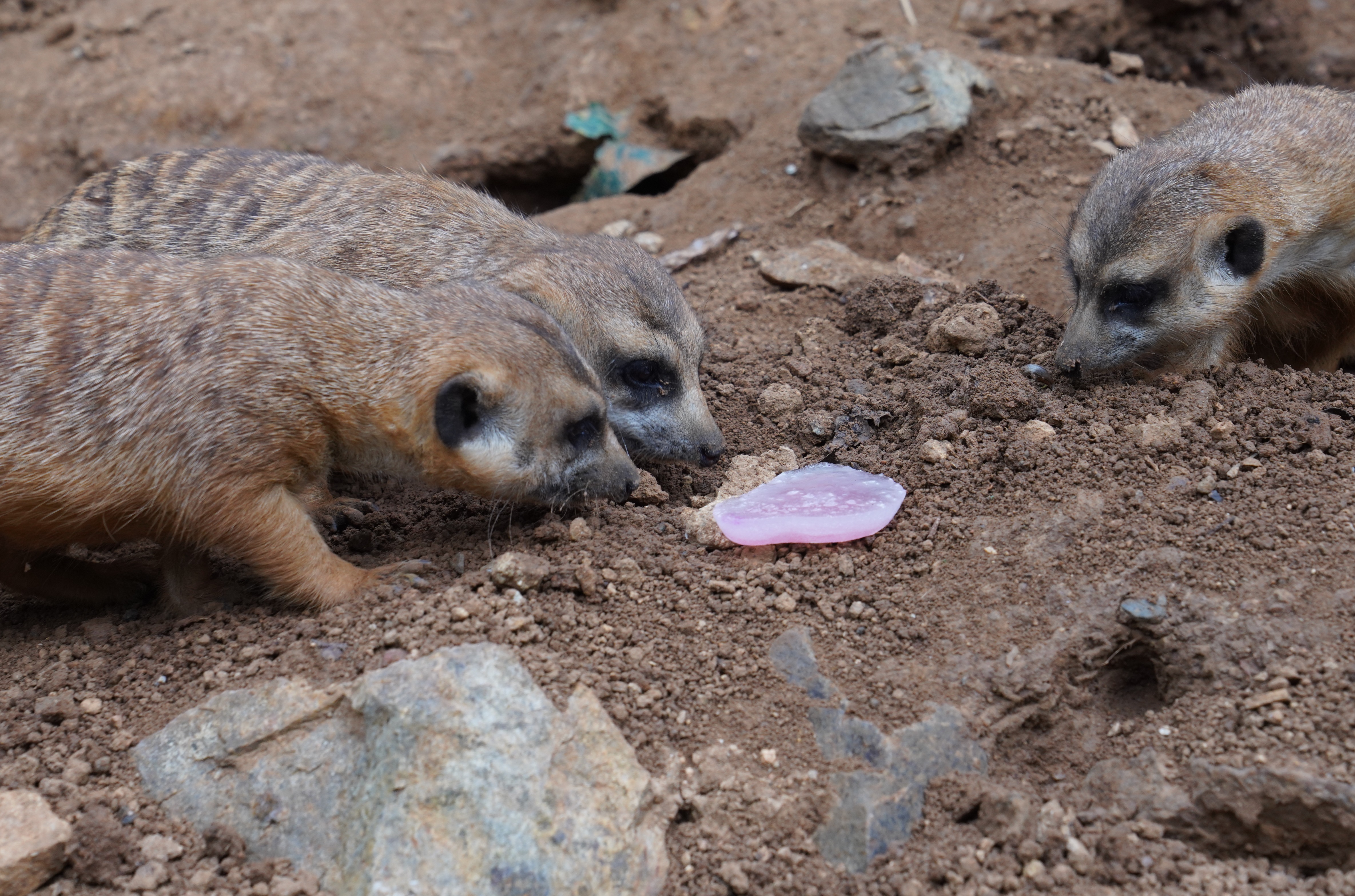 青岛森林野生动物世界:保育员花式出招 为动物撑起“降温伞”