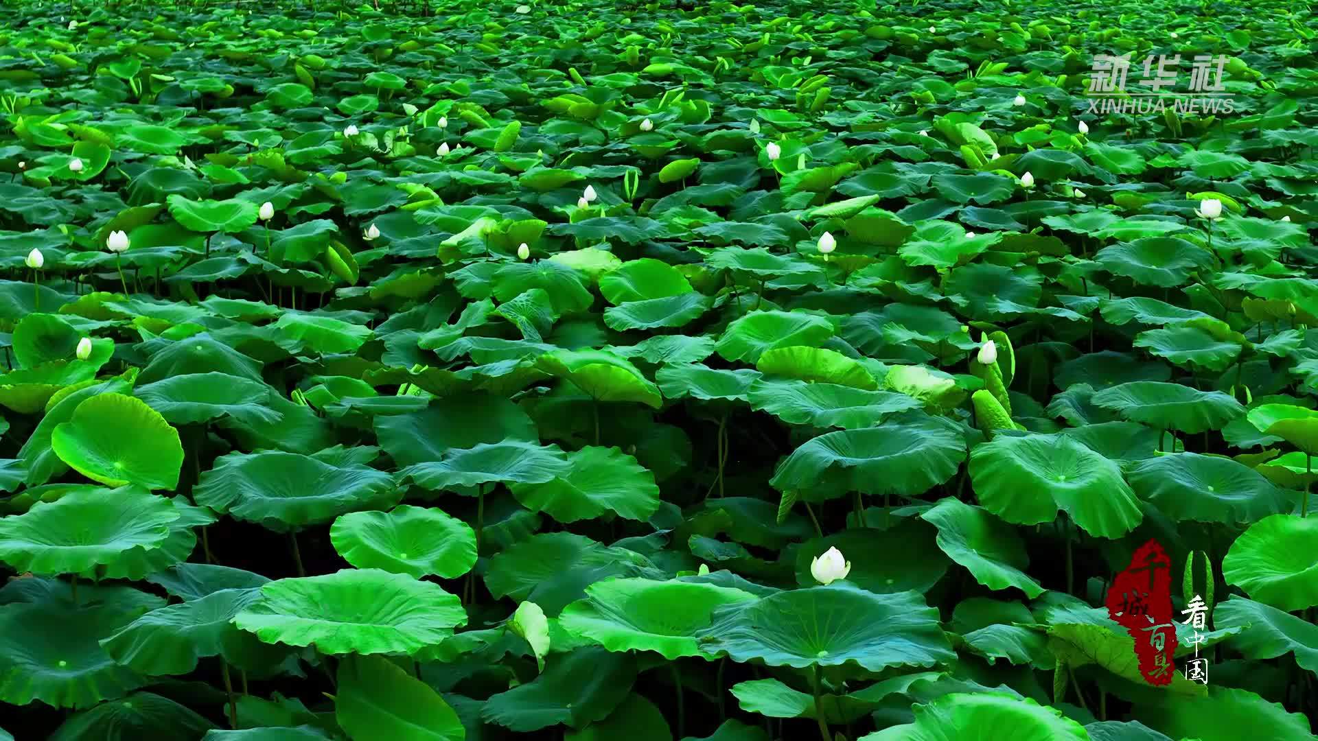 千城百县看中国｜湖北阳新：碧荷连天 红妆照水