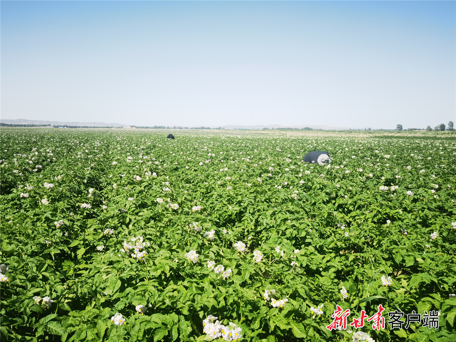 永昌县千亩马铃薯示范基地