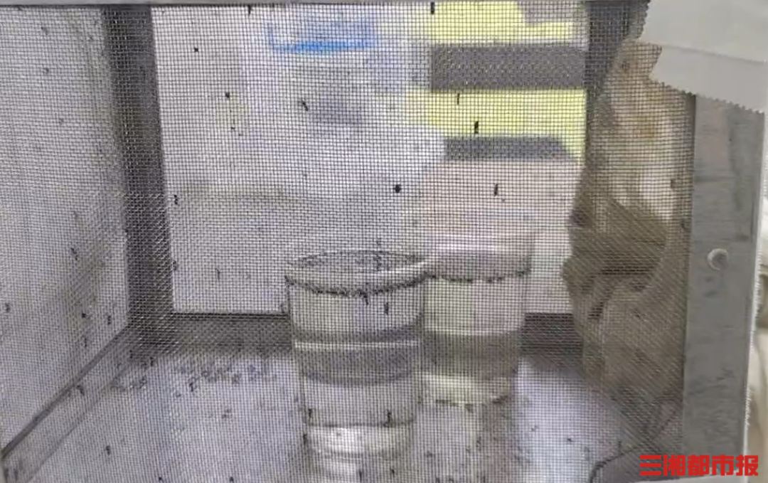 湖南省疾病预防控制中心传防所繁育的蚊子。