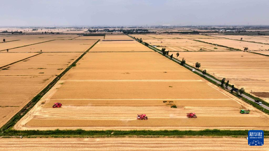 2025年6月5日，在嘉祥县仲山镇，收割机在收获小麦（无人机照片）。