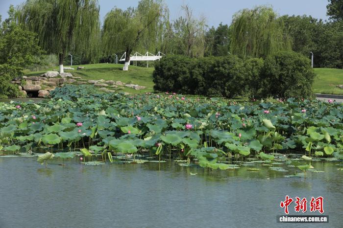 图为汉中市天汉湿地公园一角。吴西檬 摄
