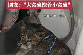 云南火把节橘猫变黑猫，主人小猫都“难逃一劫”笑翻网友