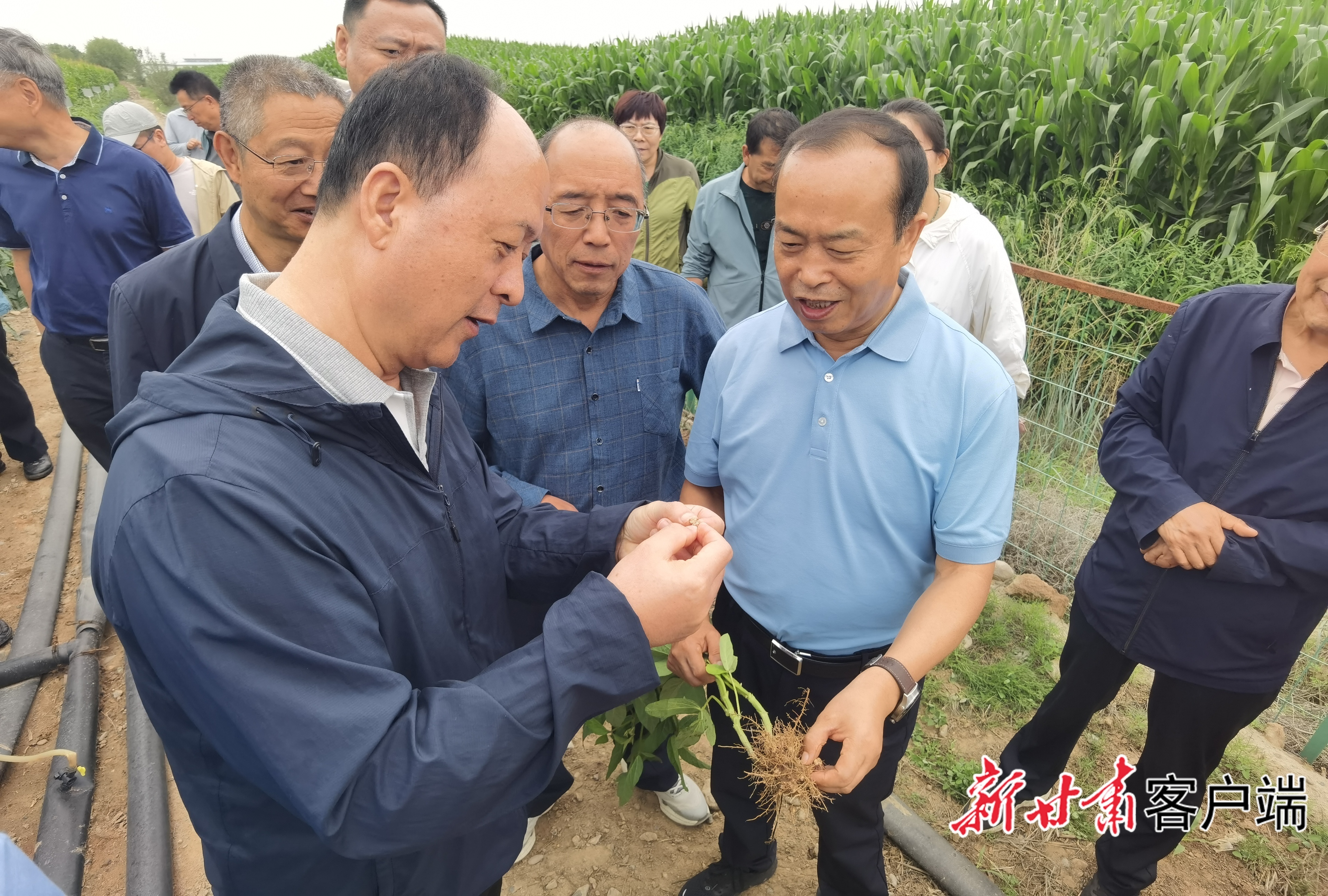 农业专家查看青贮玉米与大豆宽幅间作田大豆的根系固氮表现