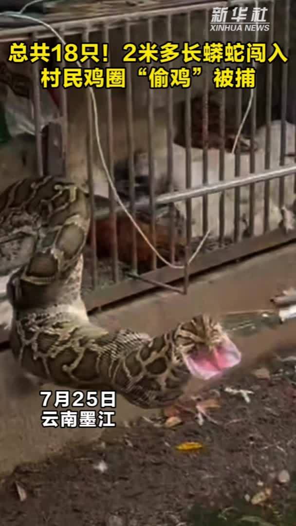 总共18只！2米多长蟒蛇闯入村民鸡圈“偷鸡”被捕