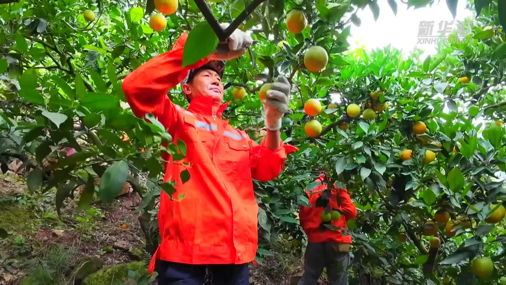 湖北秭归：烈日炎炎夏橙飘香