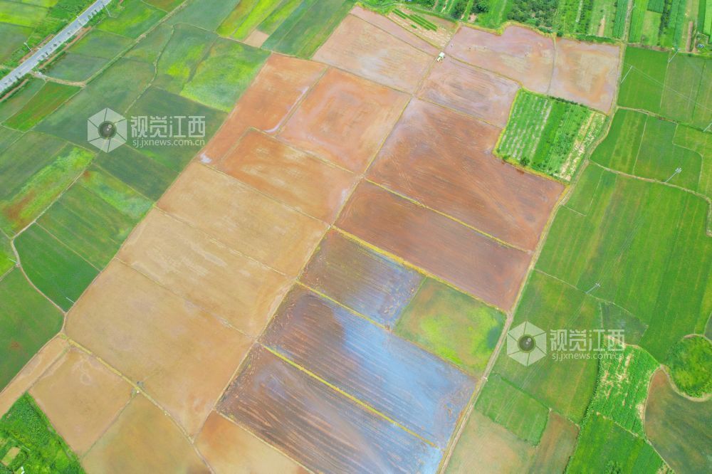 2025年7月23日，雨后的江西省泰和县万合镇坪上村，稻田里翠绿、淡青的禾苗，正在稻田里抛秧的村民与田园、道路、树木交相辉映，构成一幅美丽的乡村画卷。