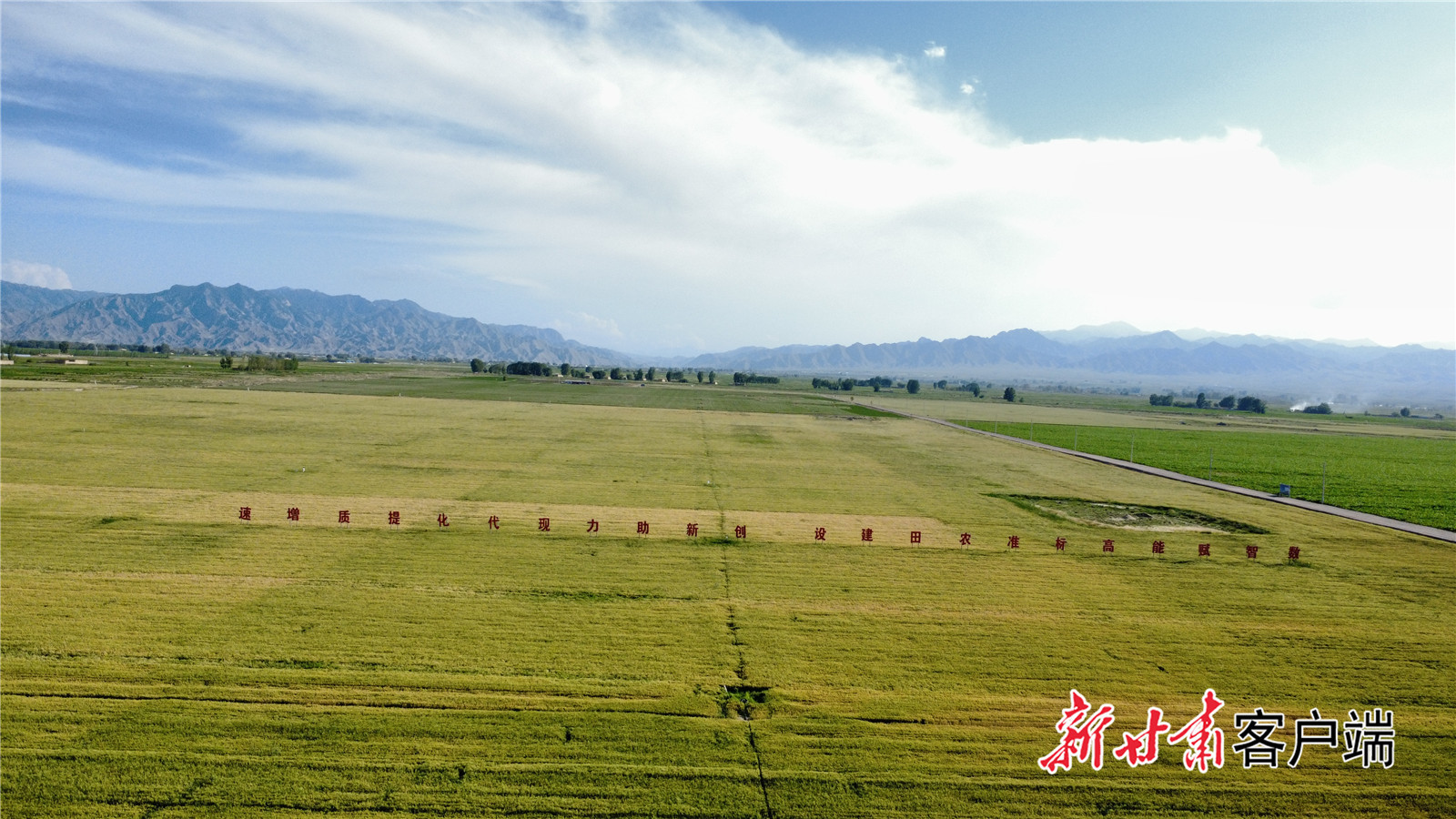 永昌县小麦种植基地　本文视频和图片均由新甘肃&middot;甘肃日报记者冯宝强摄制