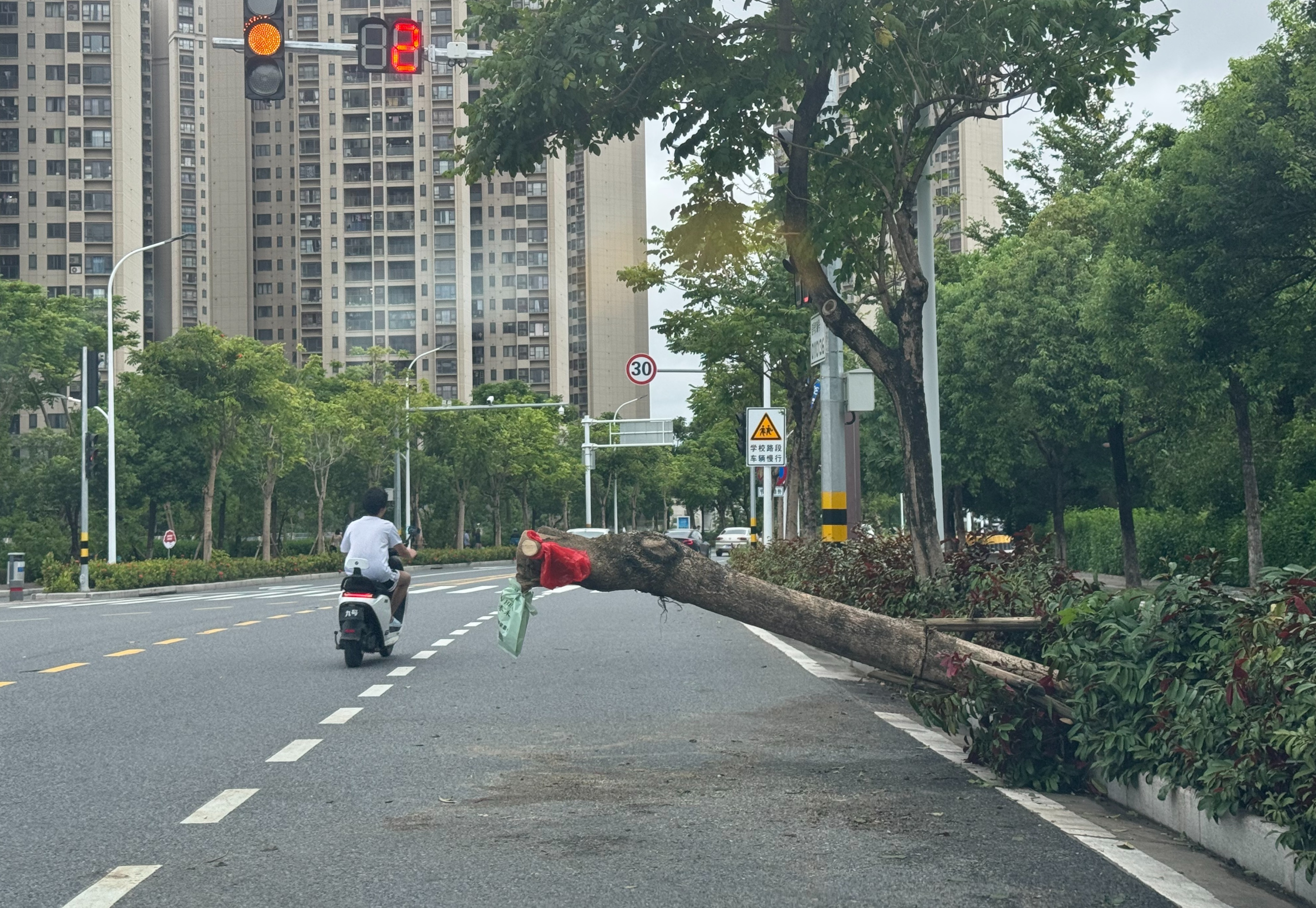 诗僧路一树干横卧内侧车道