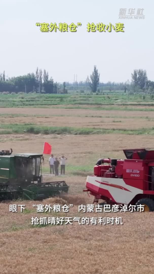 “塞外粮仓”抢收小麦