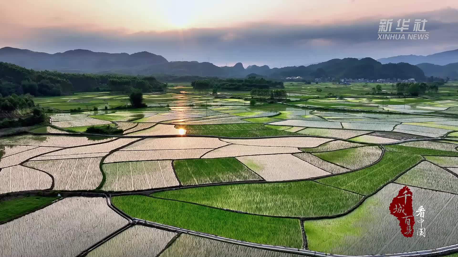 千城百县看中国｜湖北鹤峰：田间小“米”粒 智能大产业